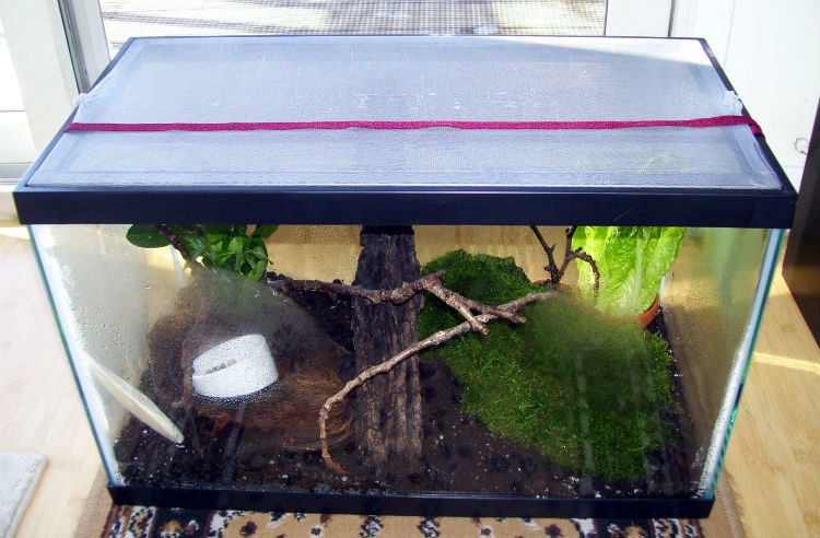 Как выращивать улиток ахатин в домашних условиях?