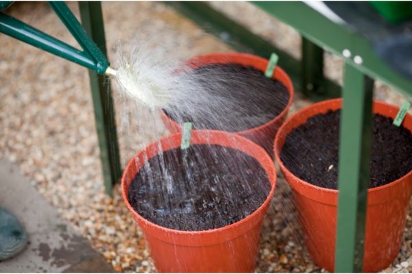 Можно ли выращивать гладиолусы в домашних условиях?