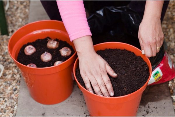 Можно ли выращивать гладиолусы в домашних условиях?