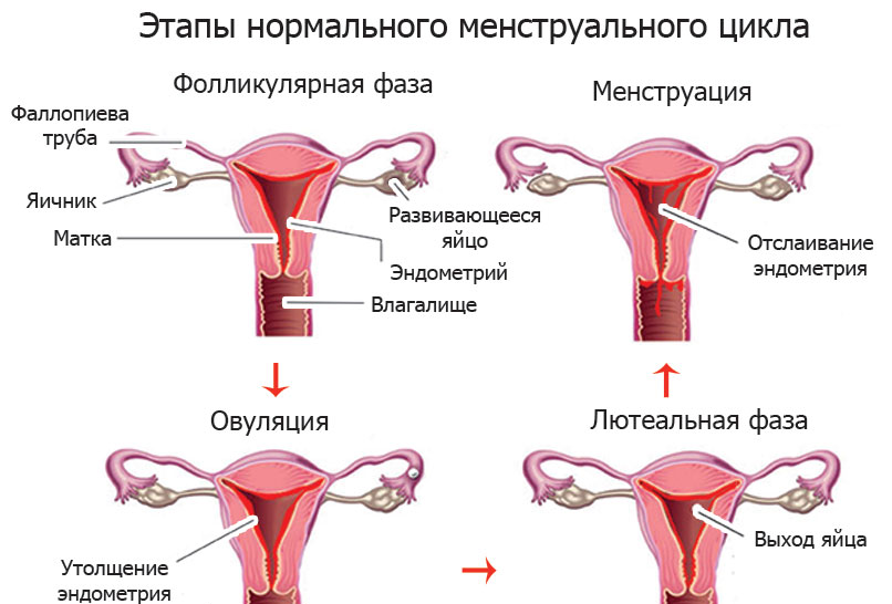 menstruazionnii-zikl